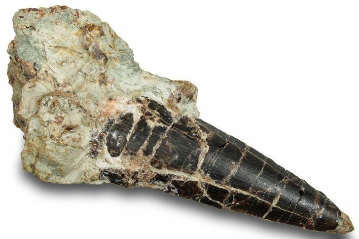 Spinosaurus Tooth In Rock - Dekkar Formation, Morocco #252269